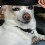 funny dog with hat